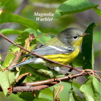 Magnolia Warbler